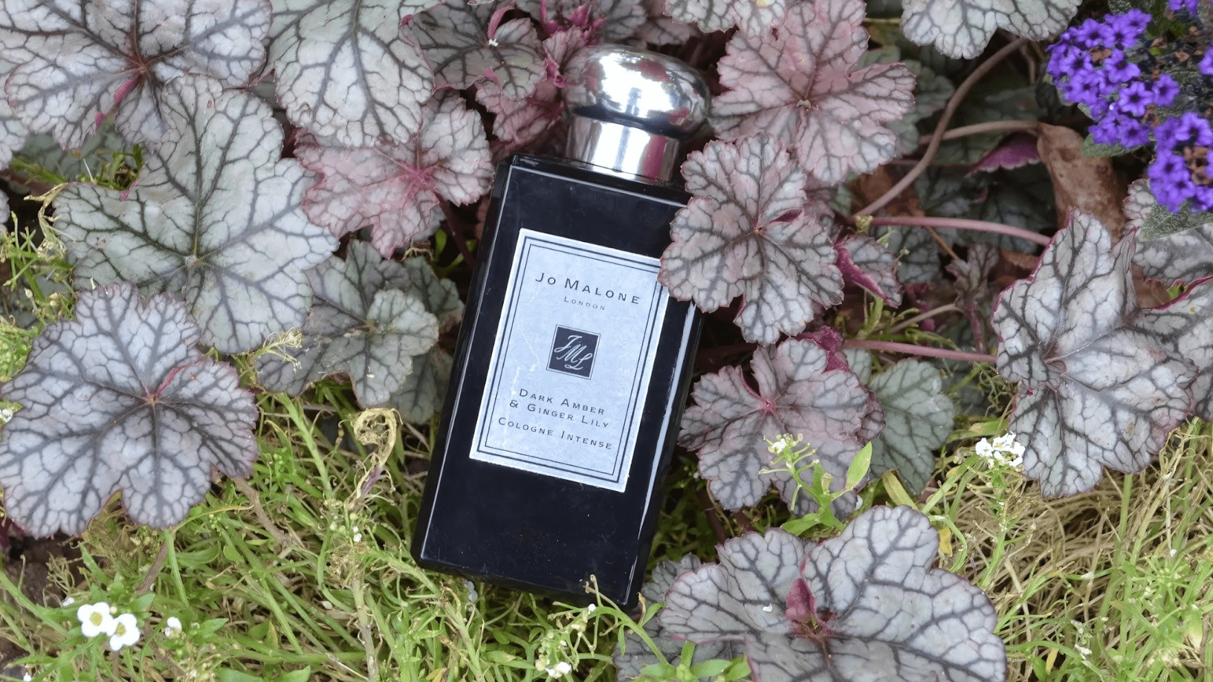 Jo Malone Dark Amber & Ginger Lily Cologne Intense Feature image
