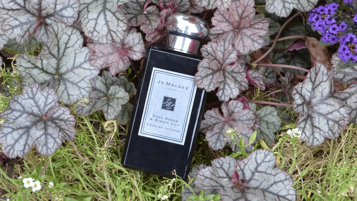 Jo Malone Dark Amber & Ginger Lily Cologne Intense Feature image