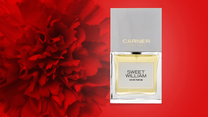 Carner Barcelona Sweet William EDP Feature image